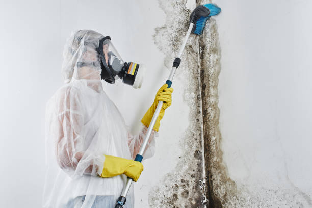 Best Certified Mold Removal  in Fallbrook, CA