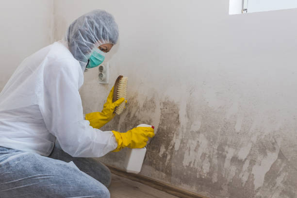 Best Attic Mold Removal  in Fallbrook, CA