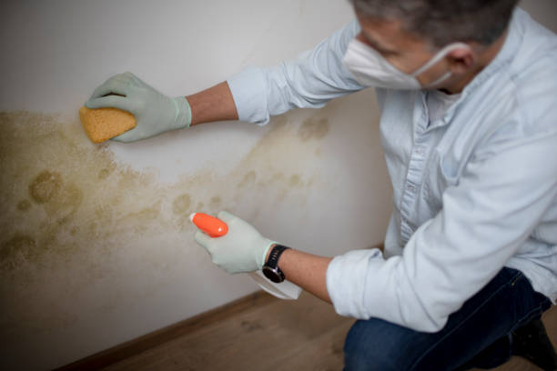 Best Emergency Mold Removal  in Fallbrook, CA