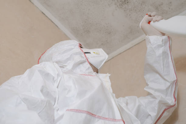 Best Mold Removal Process  in Fallbrook, CA