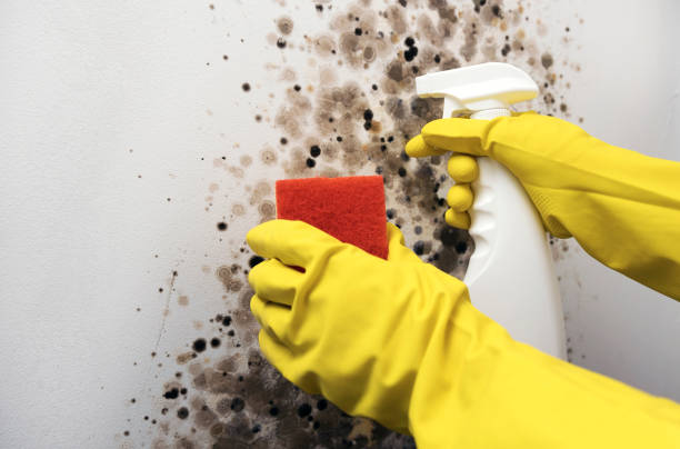 Home Mold Removal in Fallbrook, CA