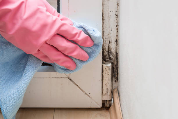 Best Emergency Mold Removal  in Fallbrook, CA