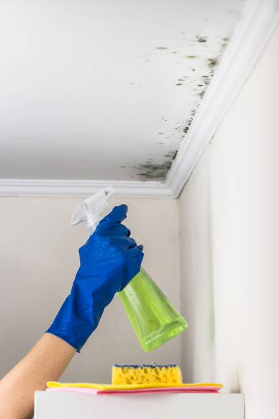 Reliable Fallbrook, CA Mold Removal Solutions