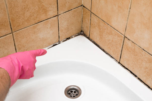 Best Local Mold Removal Service  in Fallbrook, CA