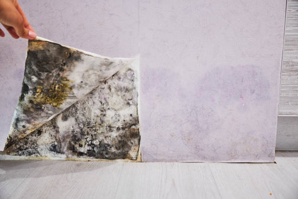 Best Mold Removal Specialists  in Fallbrook, CA